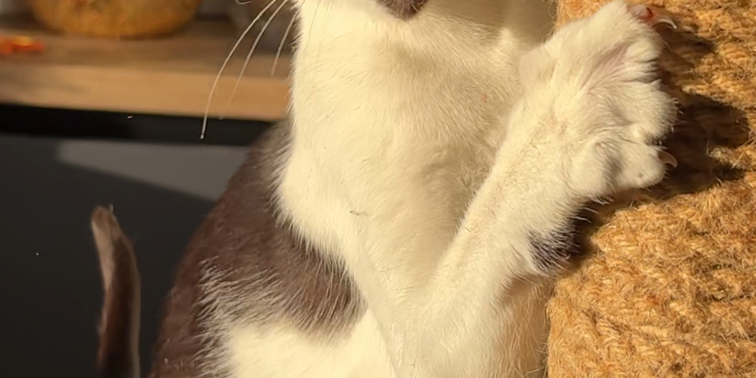 Ориентальная кошка: честный взгляд на минусы, о которых молчат заводчики