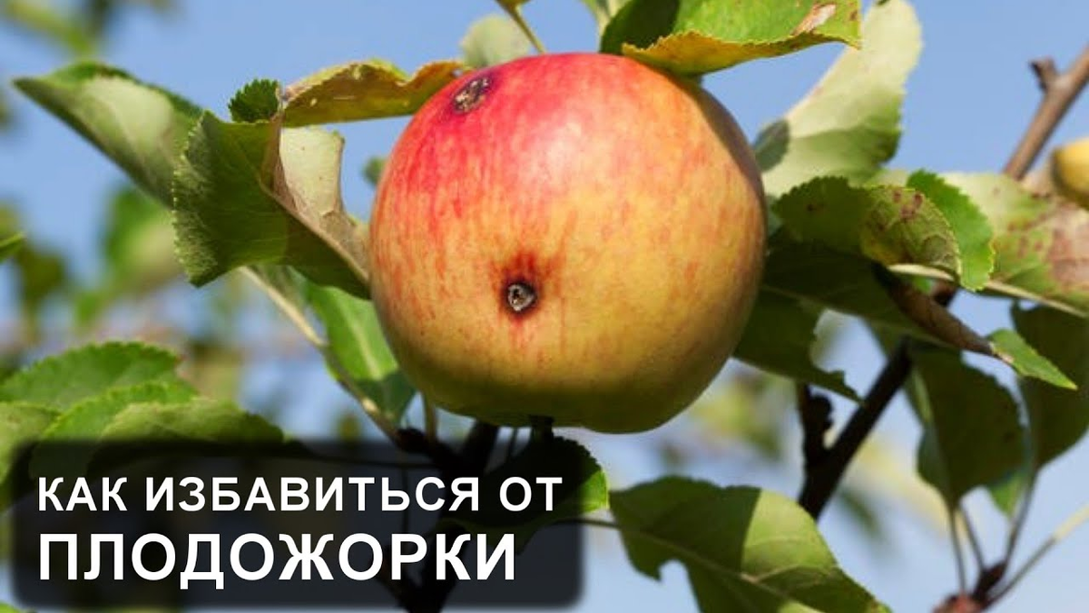 Инсектициды от плодожорки