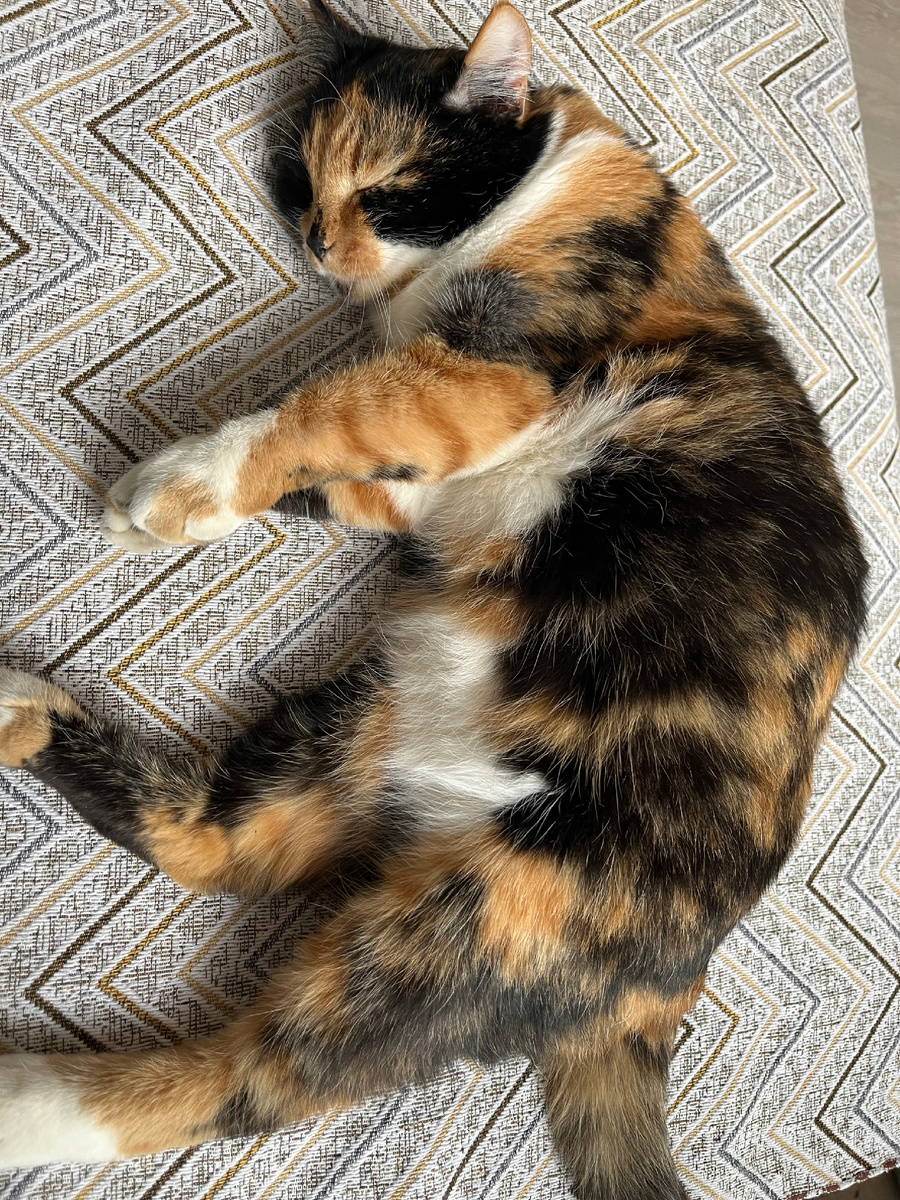 Фото автора , моя помощница рядом лежит 😀 тоже уработалась ))))