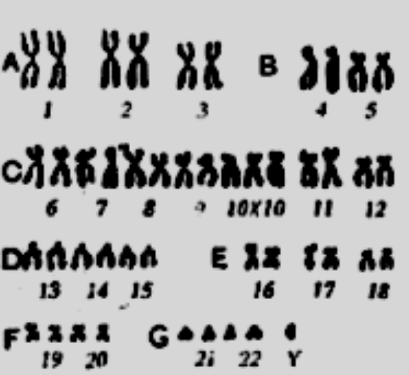 кариотип человека