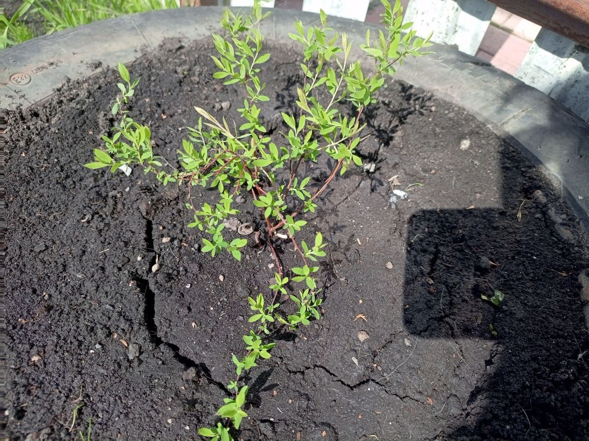 Спирея приживается