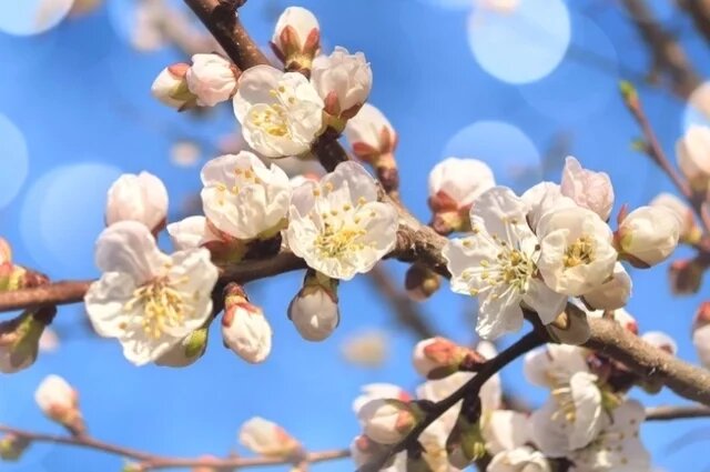    Какую температуру выдерживает завязь абрикоса?