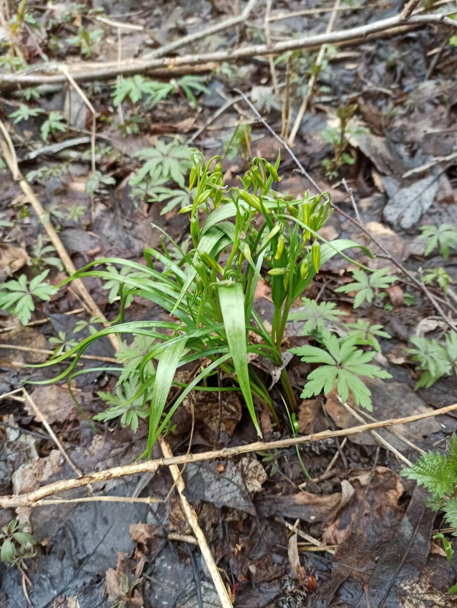 Бутоны гусиного лука. Фото Доктора Д. 01.05.25