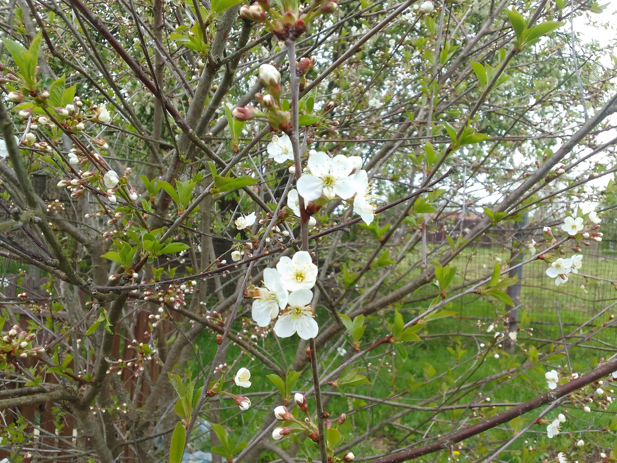 Моя красавица только готовится к цветению