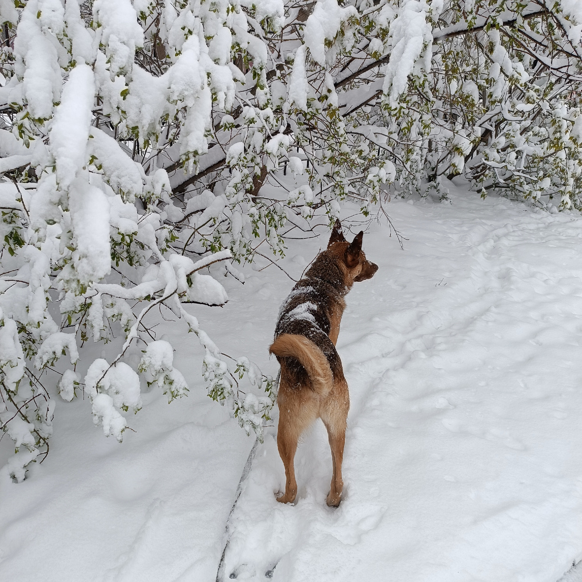 Снежная майская сказка