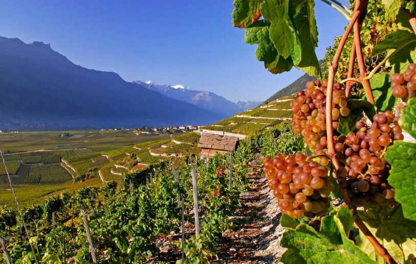 История крымского виноделия: от Ноя до Римской империи