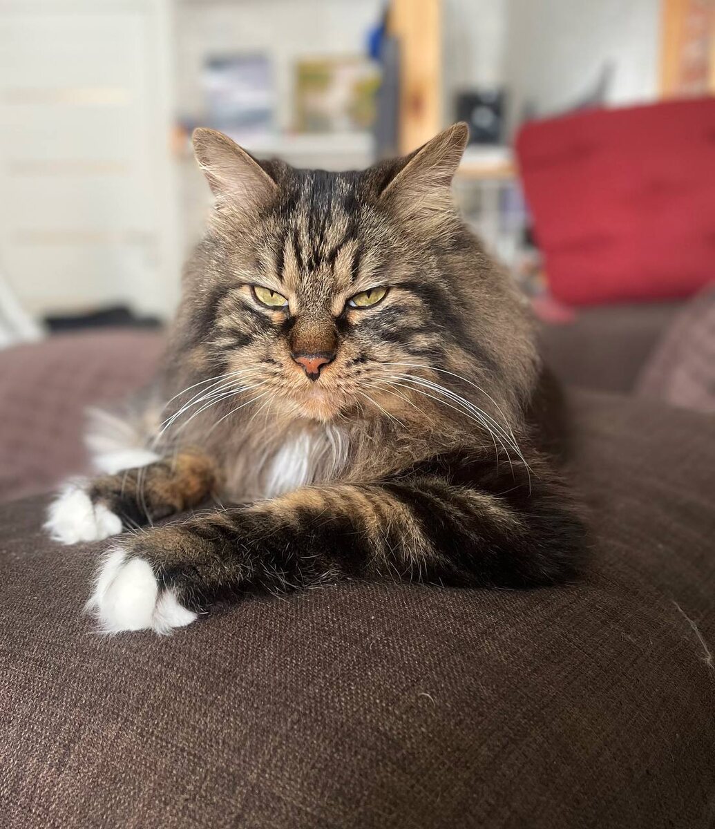 Шикарный же кот.)