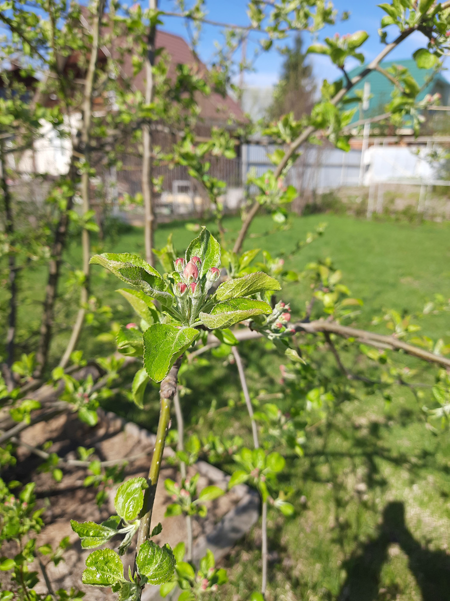 Только - только набухли розовые шарики - скоро будут цветы у ранетки