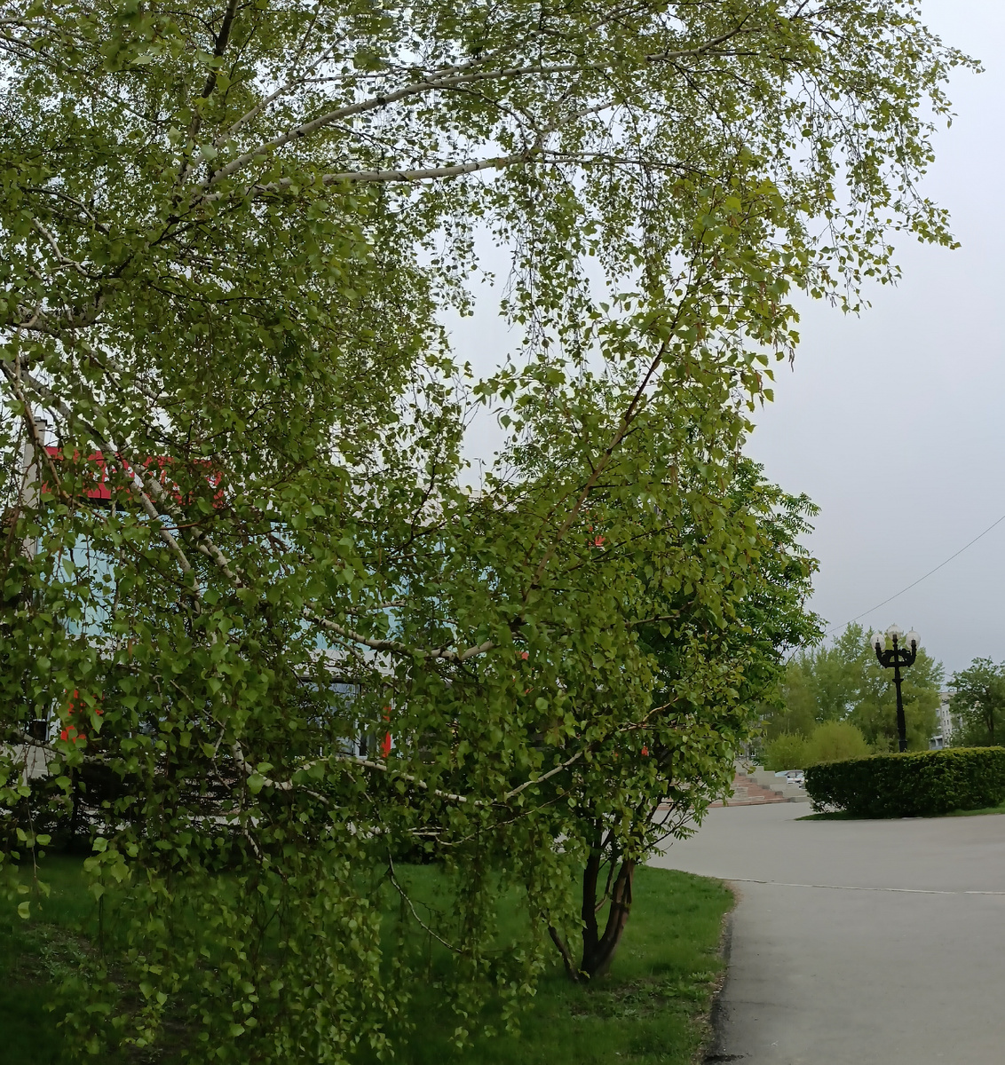 Где-то на просторах моего весеннего города. Фотография автора, май текущего, 2025 года. 