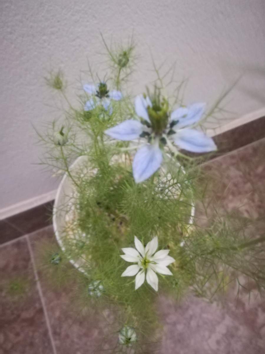 Нигелла дамасская