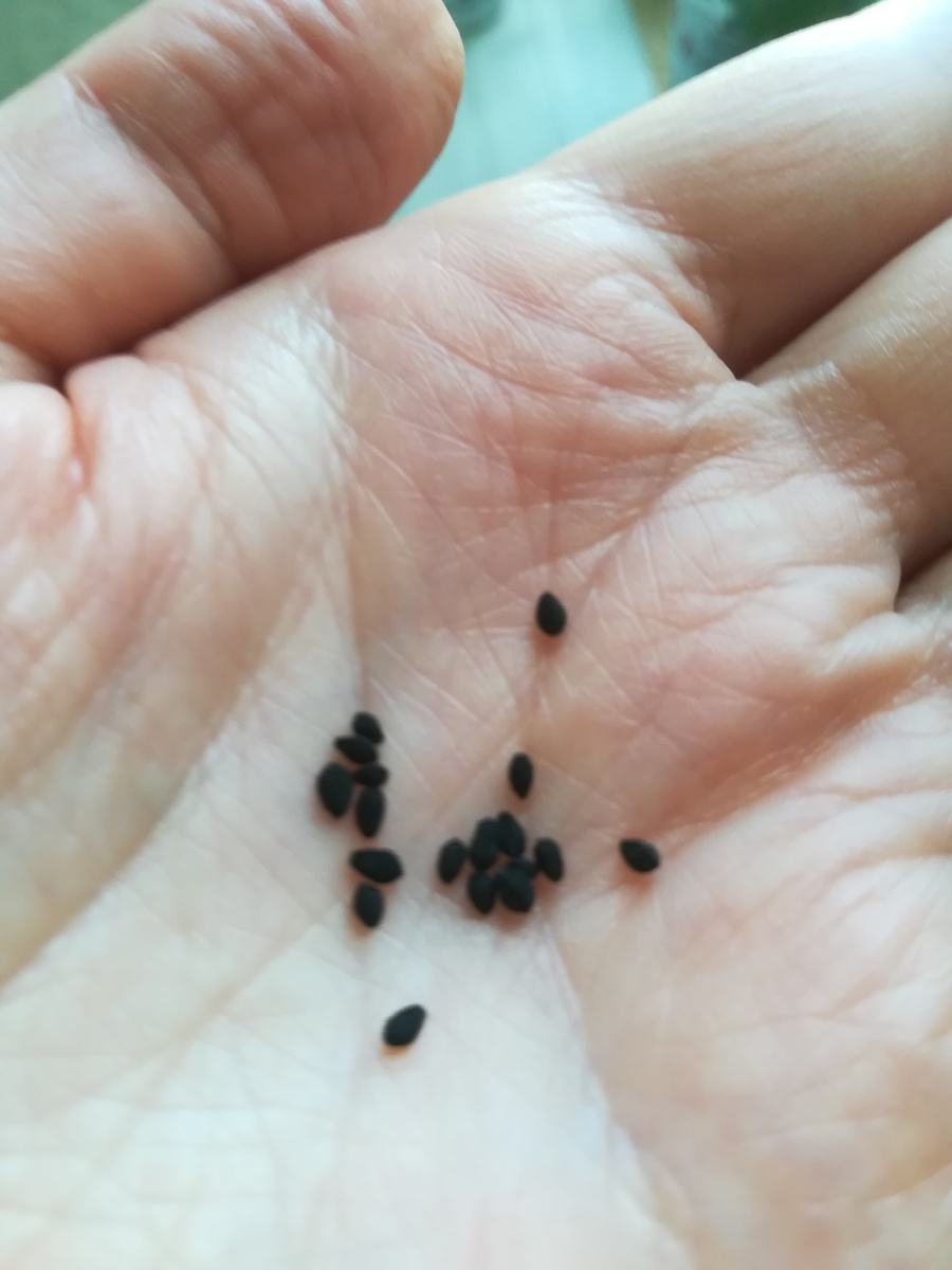 За черный цвет семян нигеллу ещё называют чернушкой