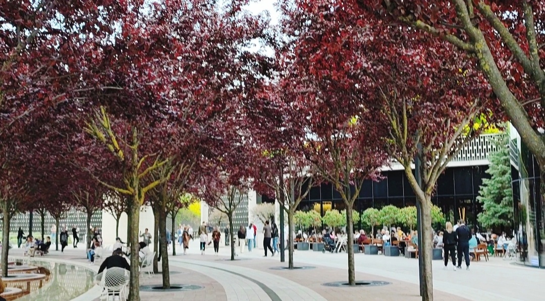 🌳🍁🌳🍁🌳🍁🌳