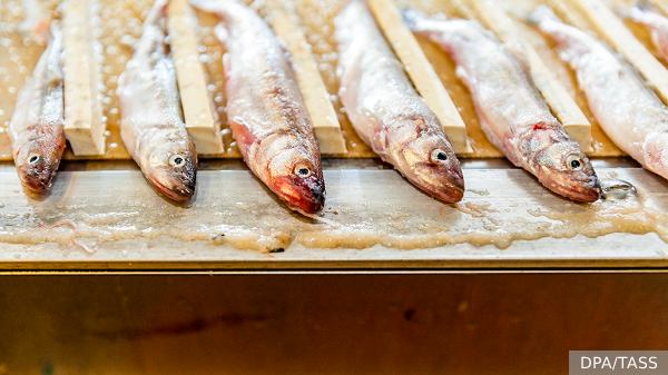     Фото: DPA/TASS   
 Текст: Дарья Григоренко