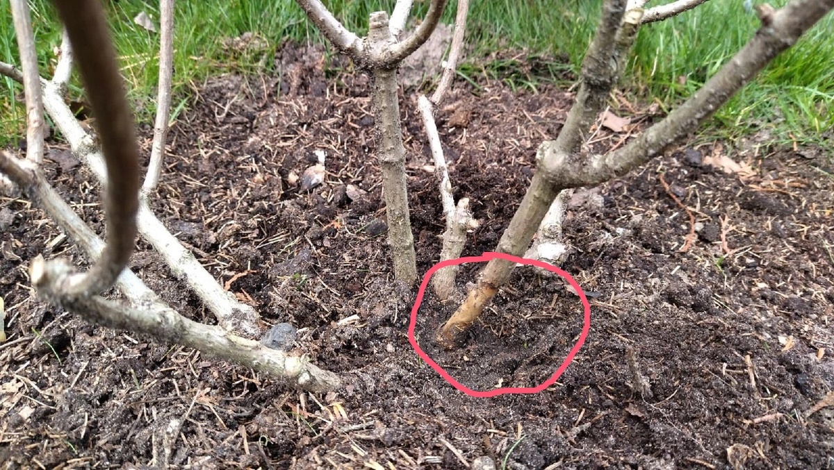 Свои первые гортензии я заглубляла. И так почти потеряла куст Бобо. Шейка сгнила в земле. Фото автора