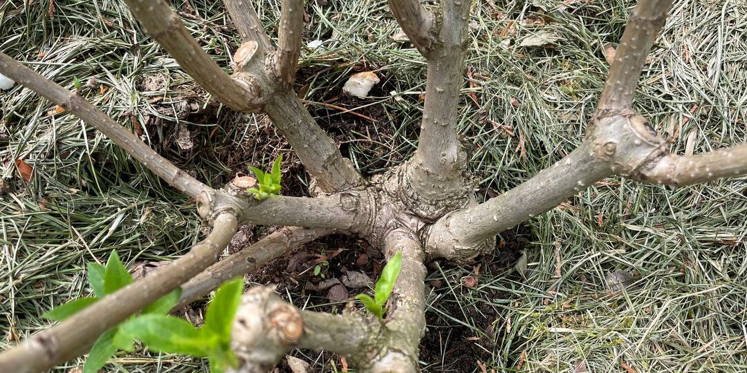 Корневая шейка у гортензий: заглублять или нет? Чем рискуем, заглубляя