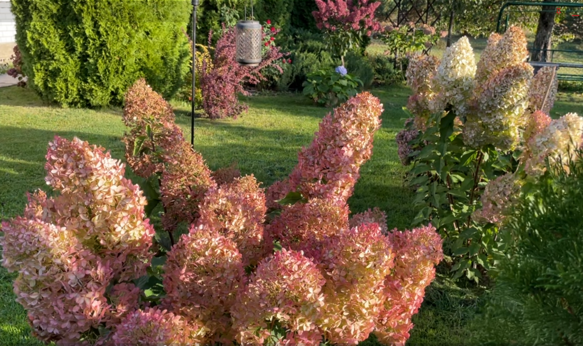 Метельчатые гортензии. 2024 год. Фото автора