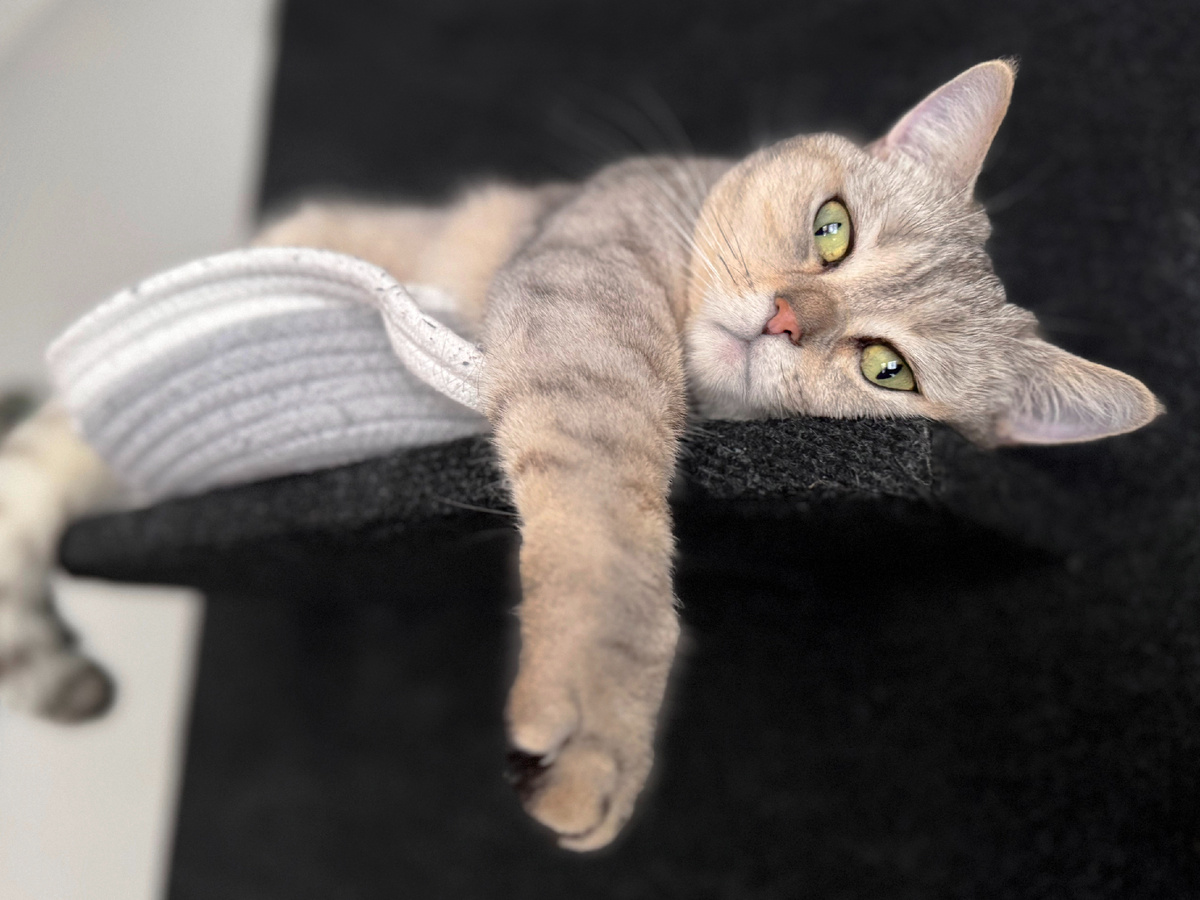 Источник:https://www.ixbt.com/live/flora_and_fauna/ne-skuchno-li-koshke-provodit-vsyu-svoyu-zhizn-v-dome-i-nuzhno-li-chto-to-menyat-v-ee-zhizni.html