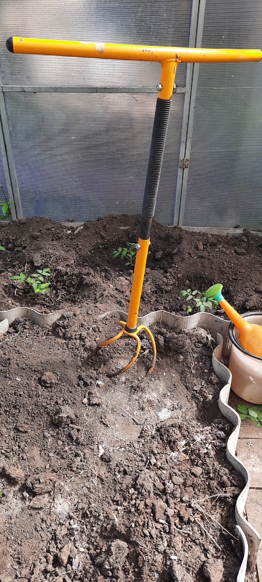 Высадила помидоры в теплицу 🍅