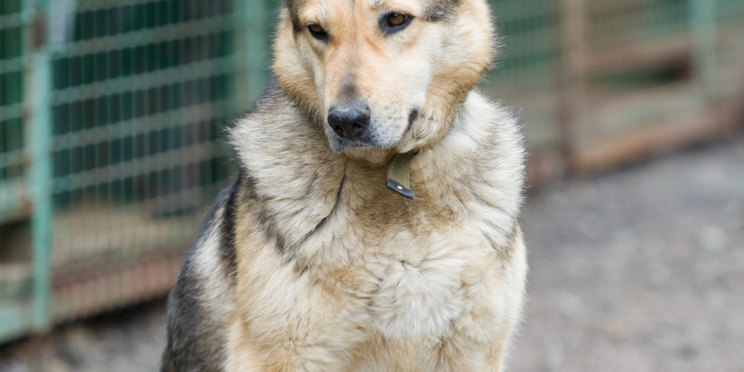 Стеша из приюта: как она переживает свою непростую судьбу