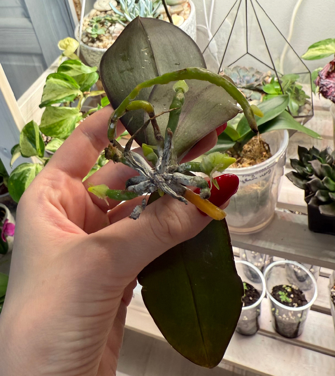 Спустя 3 недели после посадки в моховое гнездо.