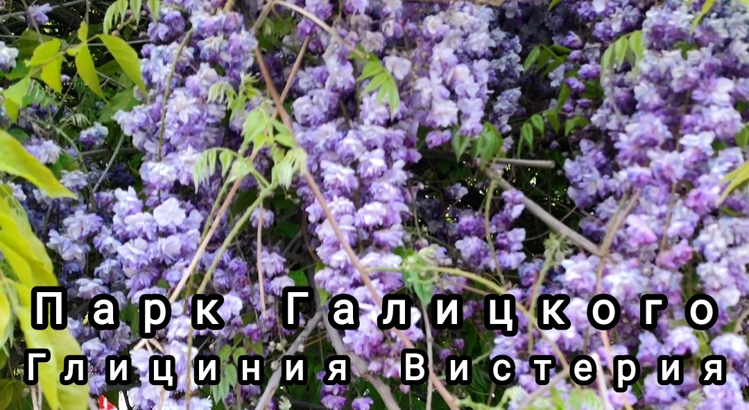 🌿🌸🌿🌸🌿🌸🌿