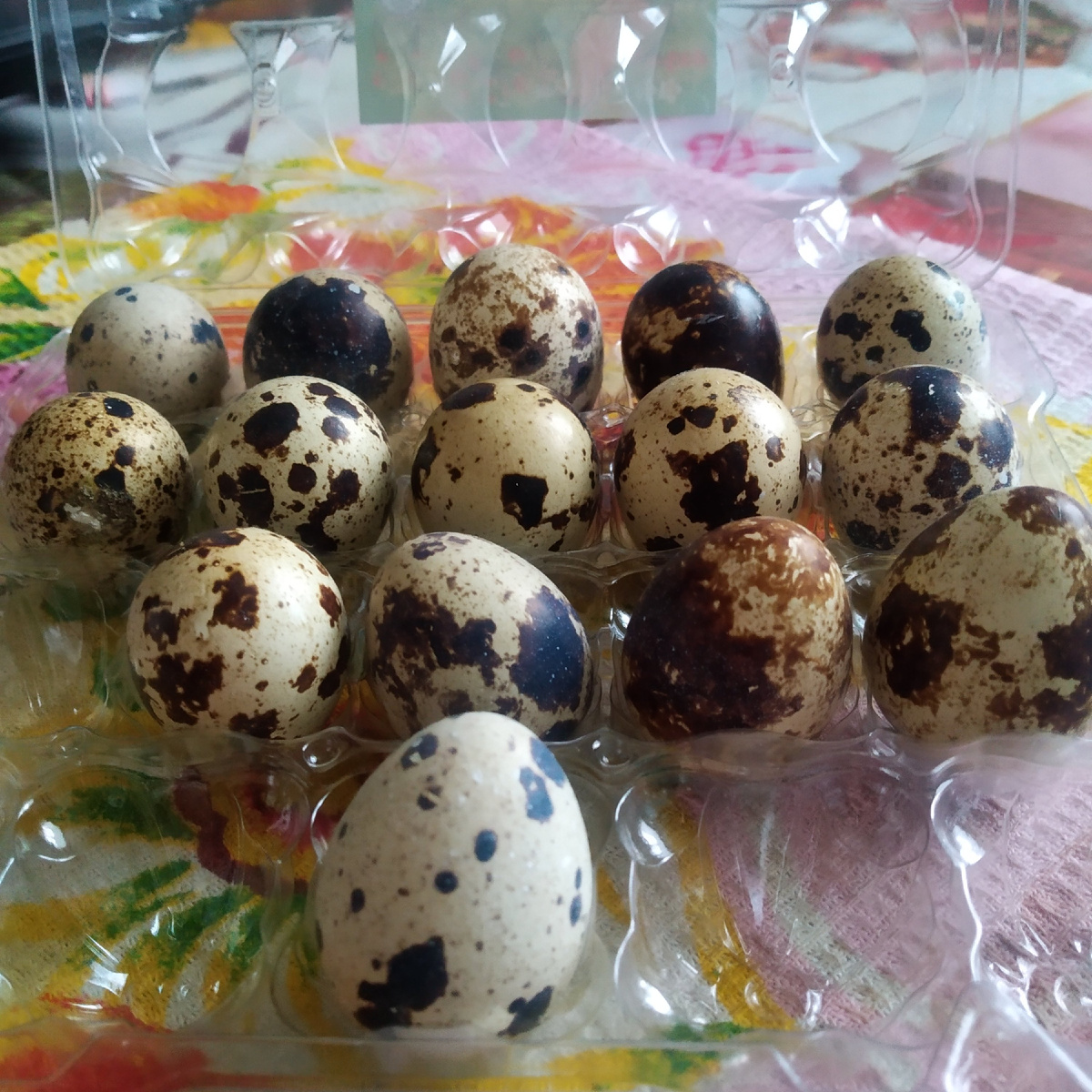 Как варить яйца. Перепелиные яйца. Фото из личного архива