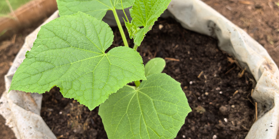 Огурцы в мешках выращиваю вот так. Как получить первый хороший урожай огурцов?