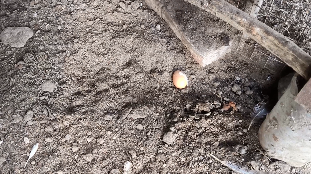 Молодка снесла яйцо прямо на зольную ванну