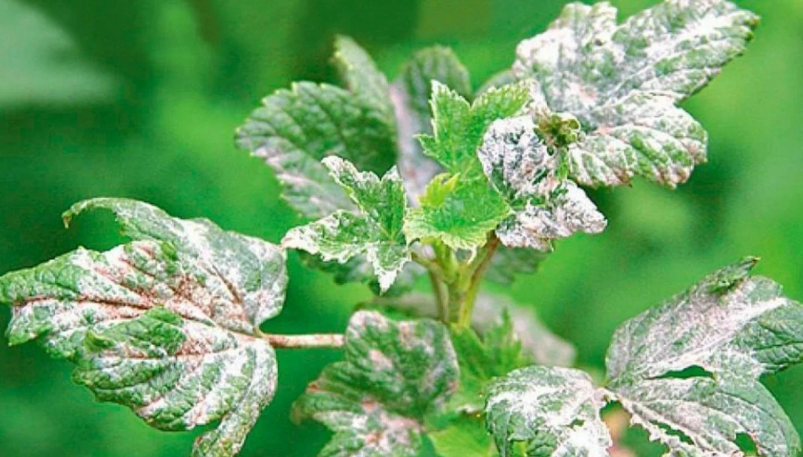 мучнистая роса