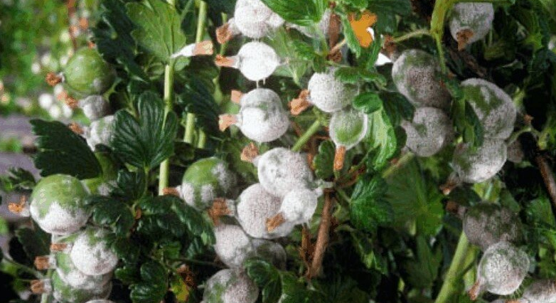 поражение ягод крыжовника мучнистой росой