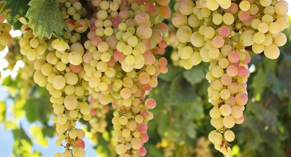 🍇Виноград для ленивых: посадил и забыл. Эти сорта не вымерзают даже в -40°C