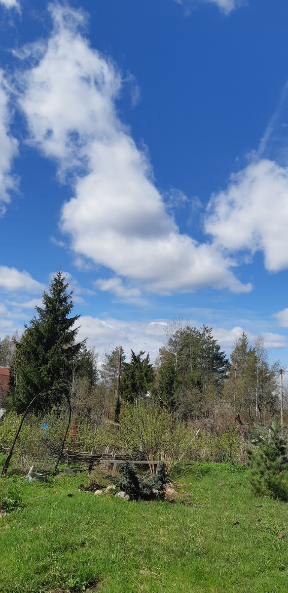 На даче  очень хорошо, все  зеленеет 