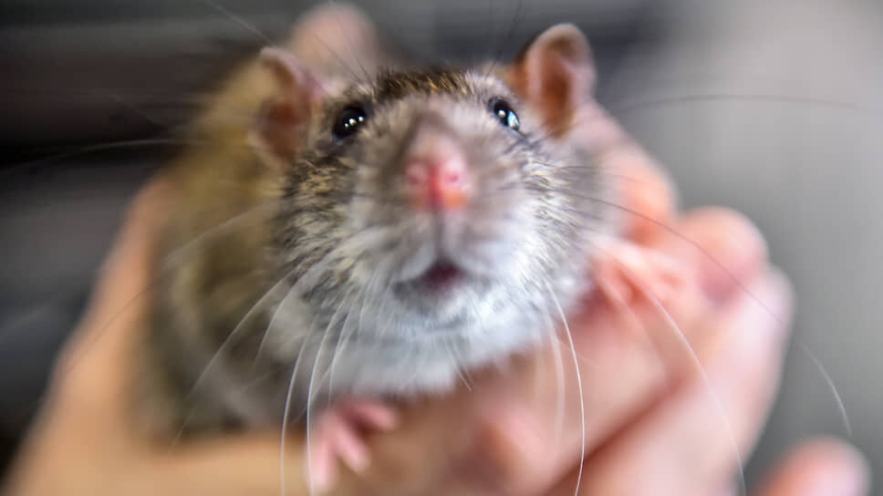 Фото: Влад Некрасов / Коммерсантъ