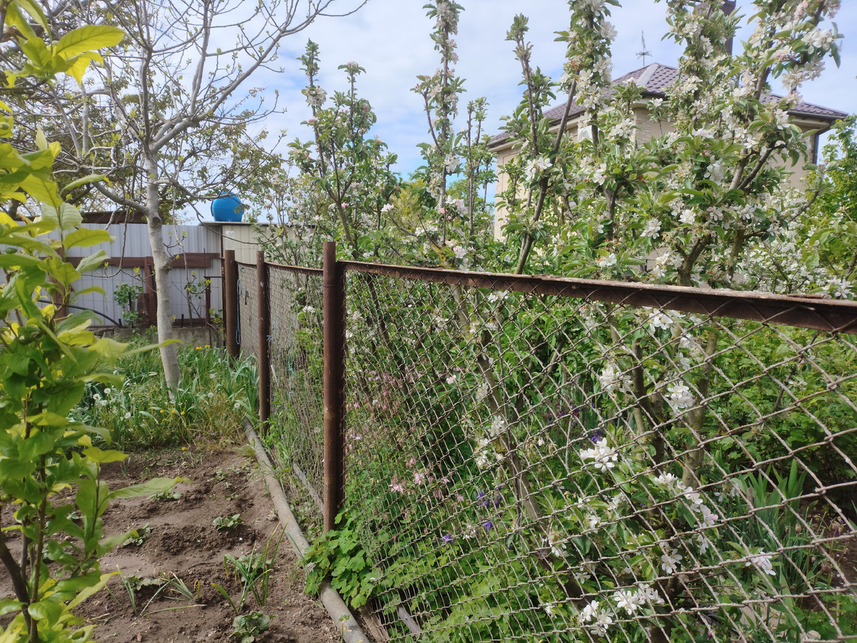 А сбоку просто стена цветущая...