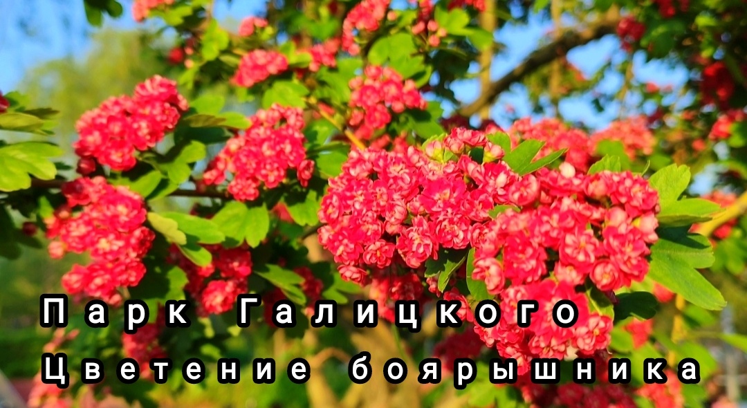 🌿🌺🌿🌺🌿🌺🌿