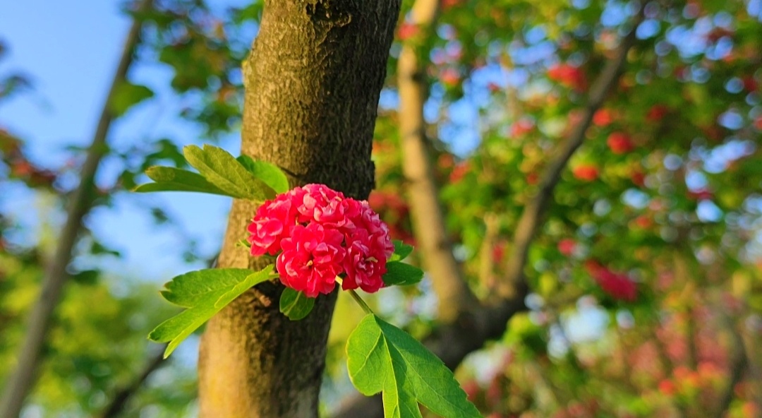 🌿🌺🌿🌺🌿🌺🌿