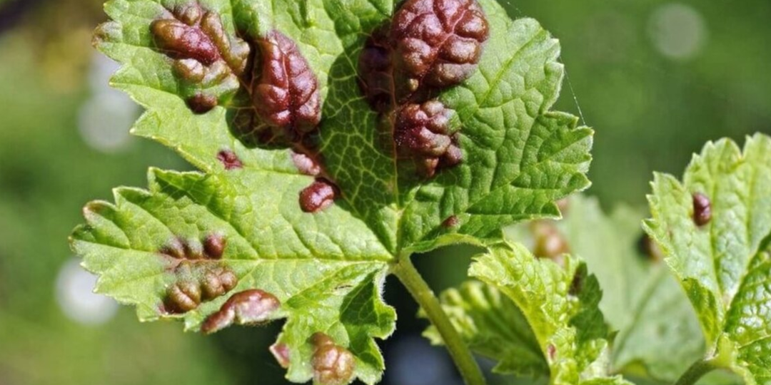 Красные бугры на листьях смородины? Это тля! Как я избавился за 3 дня без химии. Бюджетный удар по тле: проверенный рецепт