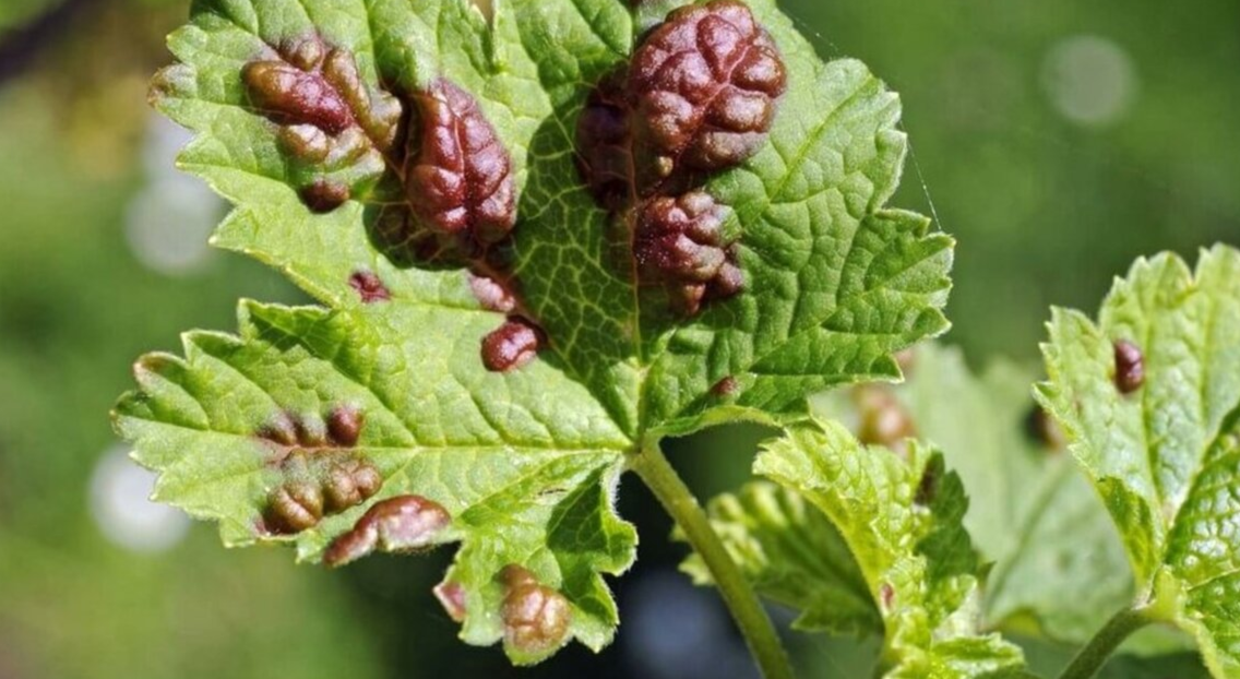 листочки смородины поражённые галовой тлёй