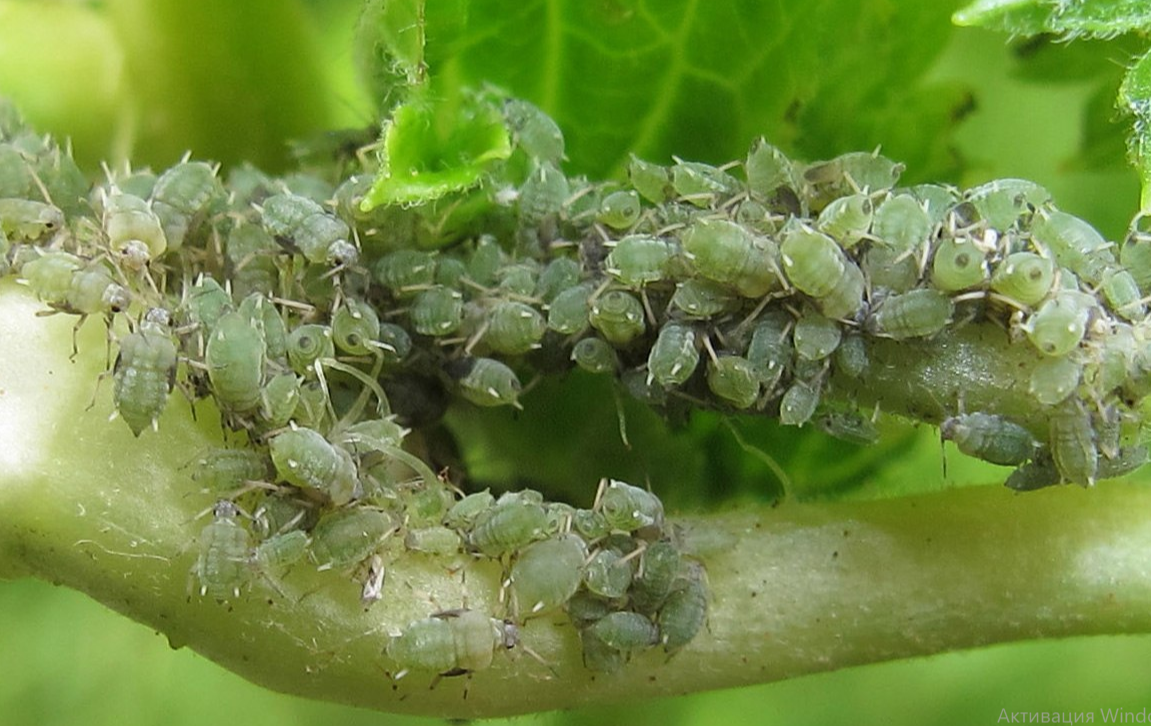 галовая тля