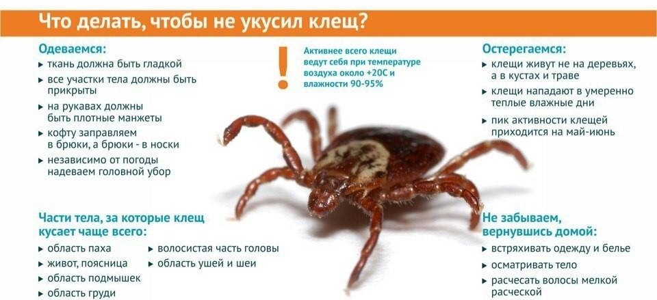 Что делать если Вас укусил Клещ?