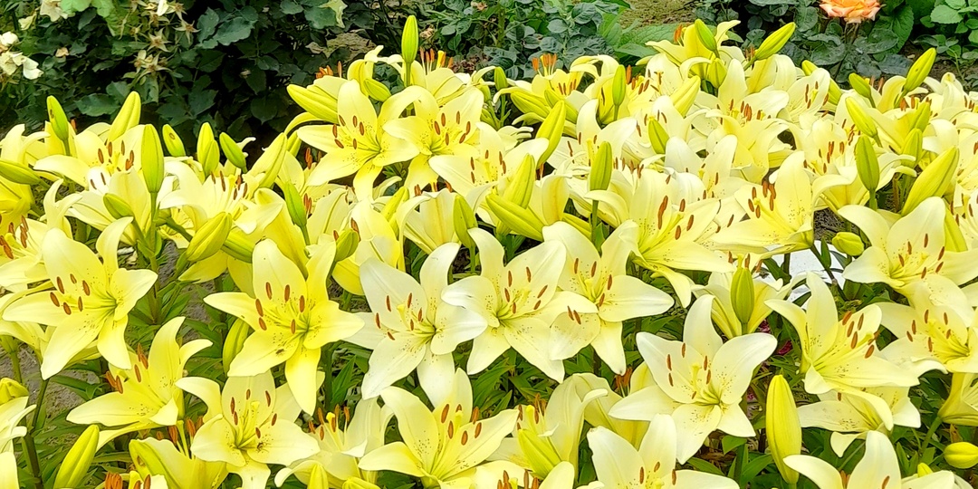 О моих любимых лилиях.