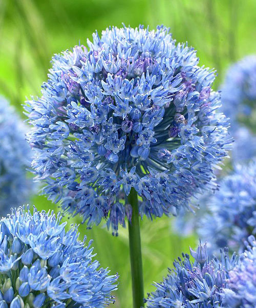 Лук голубой 