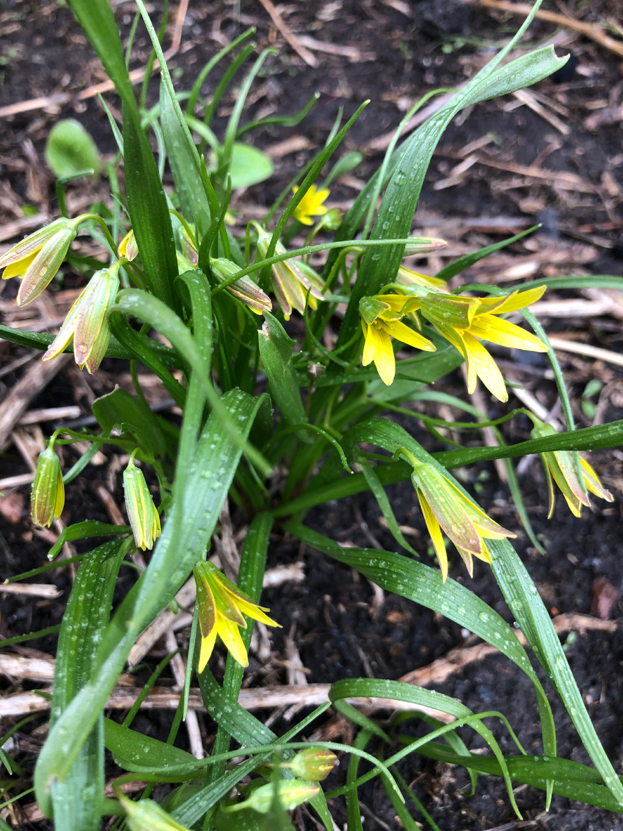 Лук гусиный