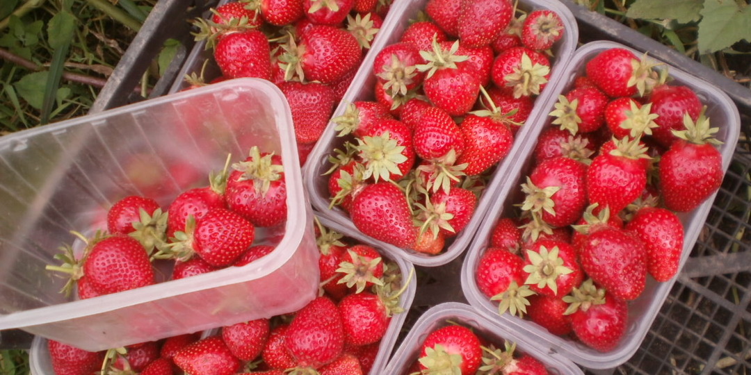 Про клубнику: 3 совета по подкормке - и от клубники отбоя нет, ведер не хватает. И что я делала не так: век живи, век учись