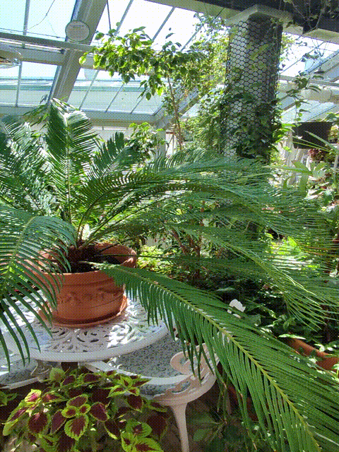 Оранжерея в Дворцовом саду