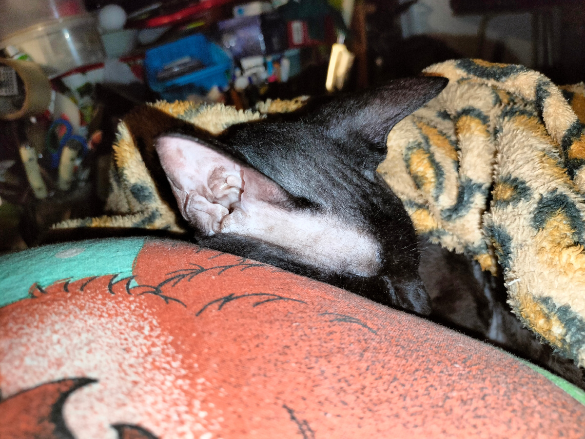 1 апреля 2025. Пока Марси спит, придумываю темы для звонков