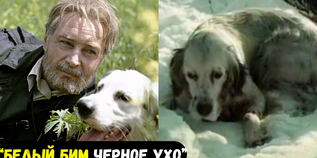 Собака из любимого фильма: куда исчез «четвероногий актёр»