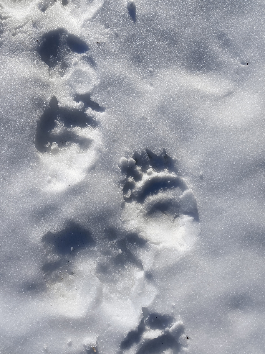 Следы медведя