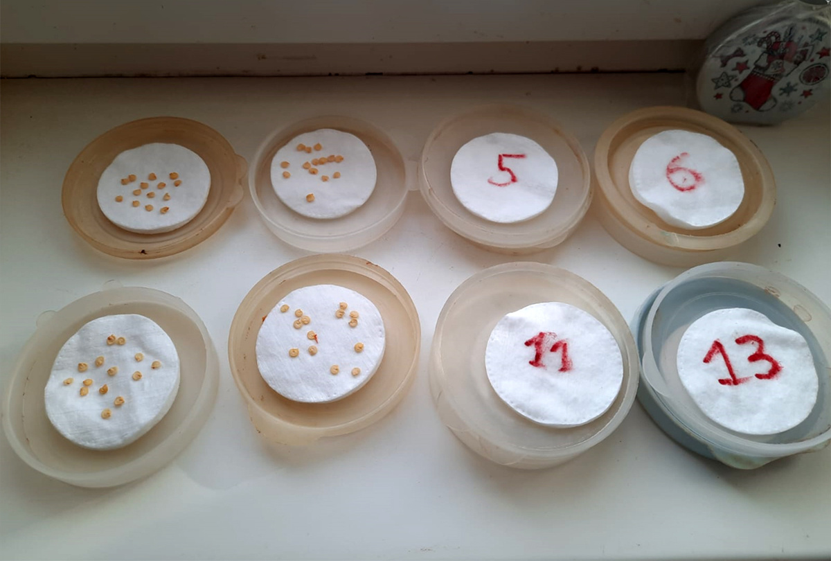 Семена перцев