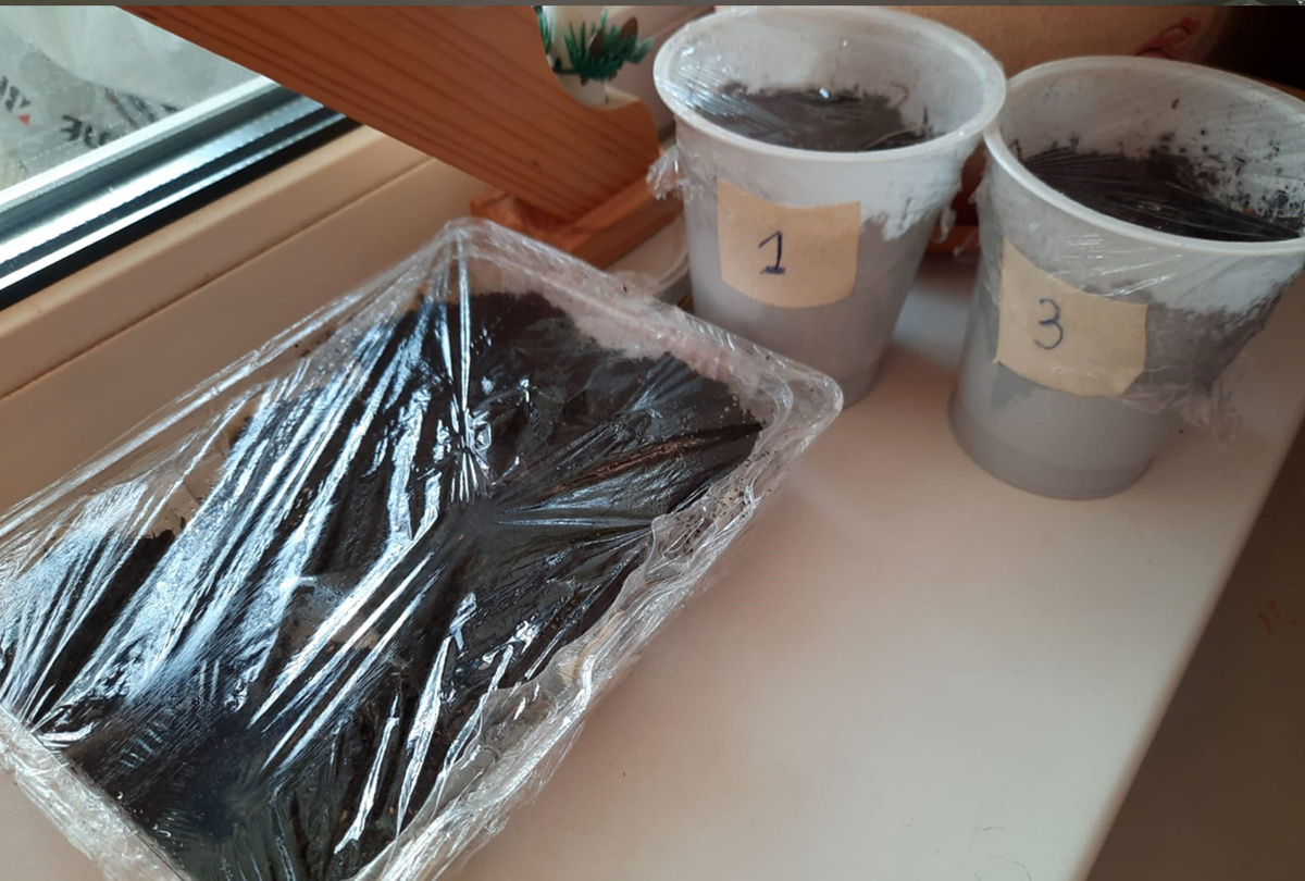 Мини-парник для семян перцев